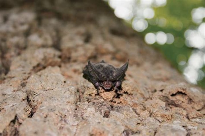 Are there bats in Palm Desert?