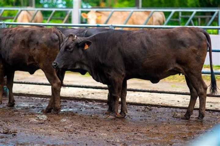 Do Kobe beef cows touch the ground?