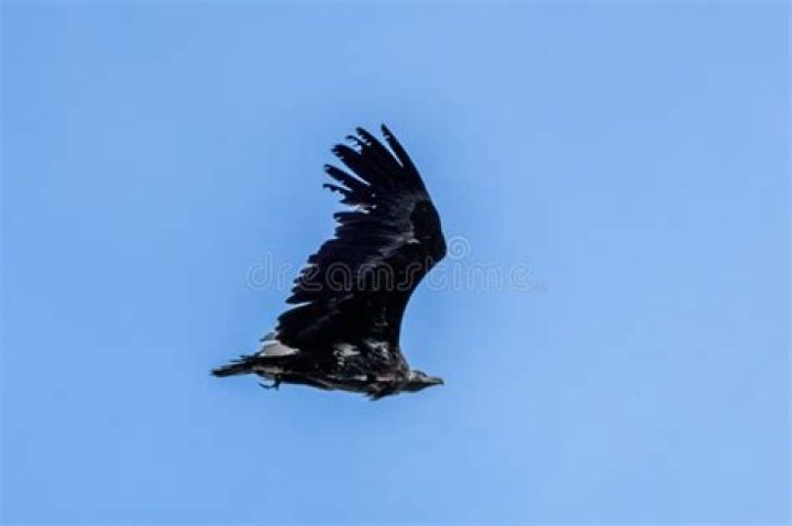 How do you spell eerie Eagle's Nest?