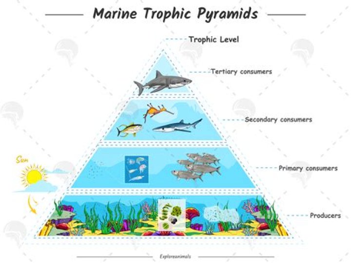 What trophic level is a sea turtle?